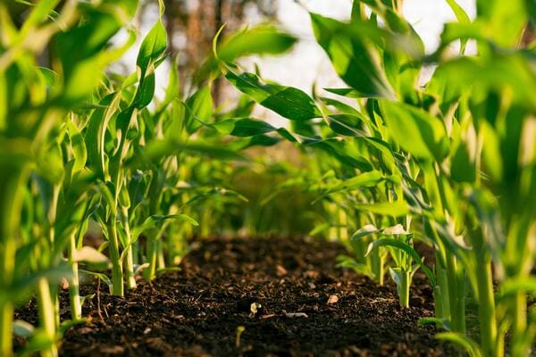 Why is Organic Farming Better Than Conventional Farming?