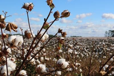 Why is cotton one of the best fabrics for skin?