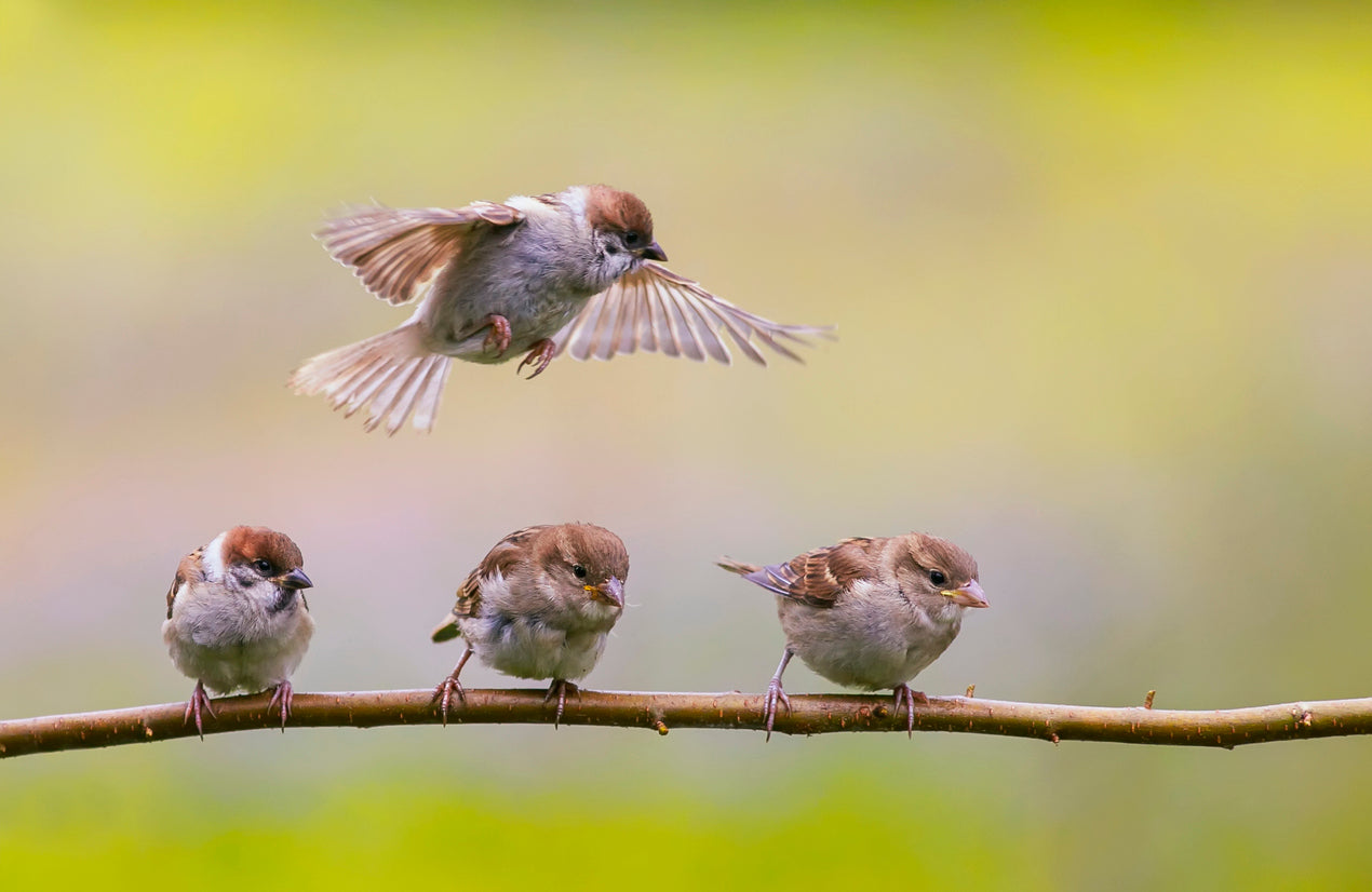 4 ways to express your love for Mother Nature, this Mothers Day!