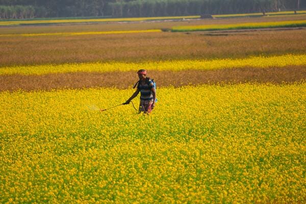 Poisoning impact of painful pesticides