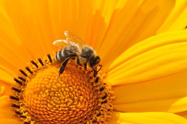 Why are Honeybees crucial for Human Existence?