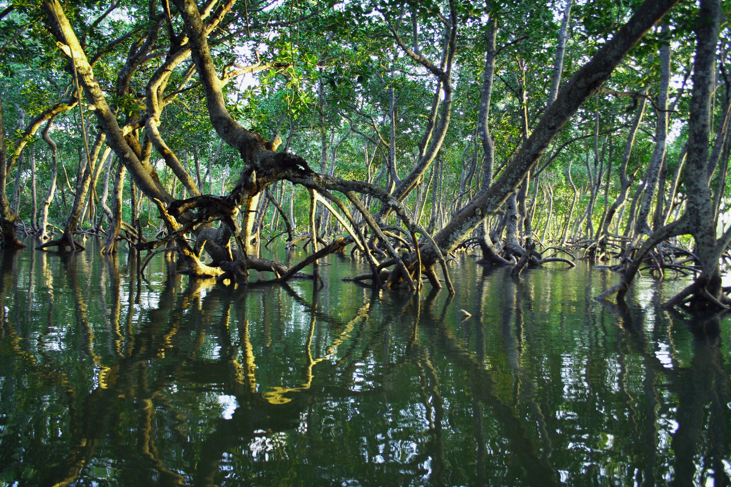 What are Mangroves and How are they beneficial for the planet?